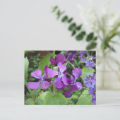 Lila Ehrlichkeit Blume Postkarte (Stehend Vorderseite)