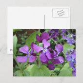 Lila Ehrlichkeit Blume Postkarte (Vorne/Hinten)