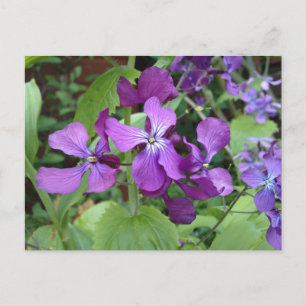 Lila Ehrlichkeit Blume Postkarte