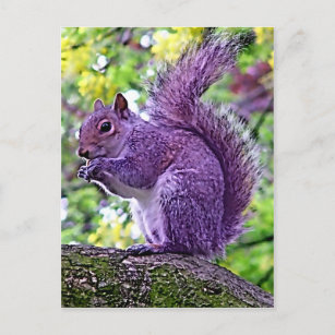 Kunstkarte tikiono Ätsch Eichhörnchen ich hab Urlaub 