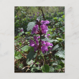 Lila Erzengel (Lamium purpureum) in Blüte Postkarte
