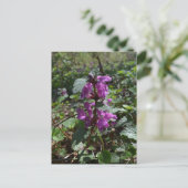 Lila Erzengel (Lamium purpureum) in Blüte Postkarte (Stehend Vorderseite)