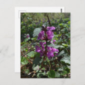 Lila Erzengel (Lamium purpureum) in Blüte Postkarte (Vorne/Hinten)