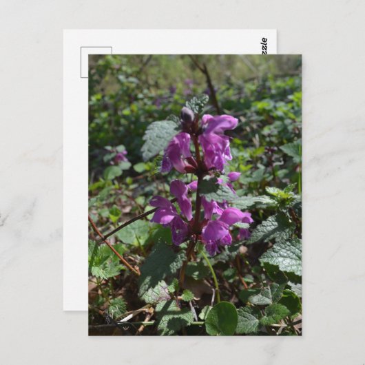 Lila Erzengel (Lamium purpureum) in Blüte Postkarte (Vorne/Hinten)