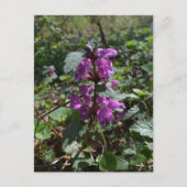 Lila Erzengel (Lamium purpureum) in Blüte Postkarte (Vorderseite)
