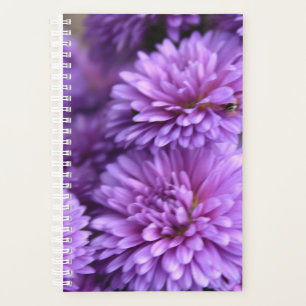 Lila Fall Mum Petal Foto Planer