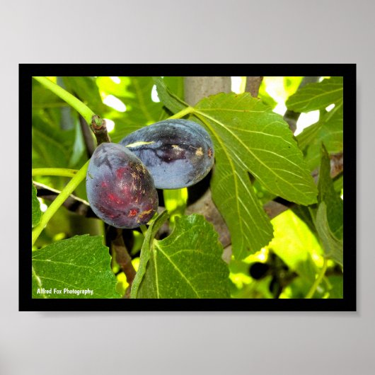 Lila Feigen am Baum Poster (Vorne)
