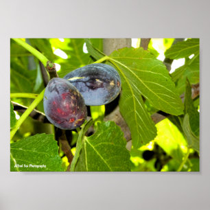 Lila Feigen am Baum Poster