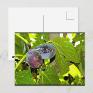 Lila Feigen am Baum Postkarte