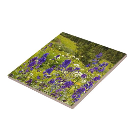 Lila Feld Fliese (Seite)