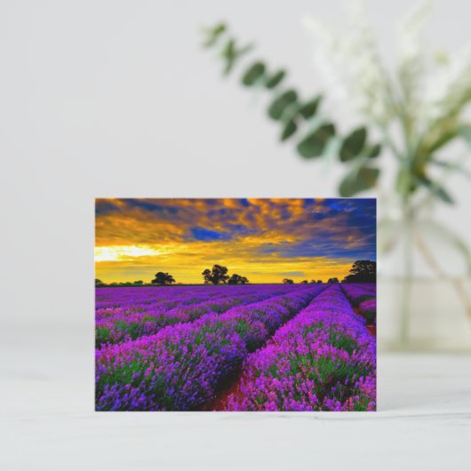 Lila Felder Postkarte (Stehend Vorderseite)