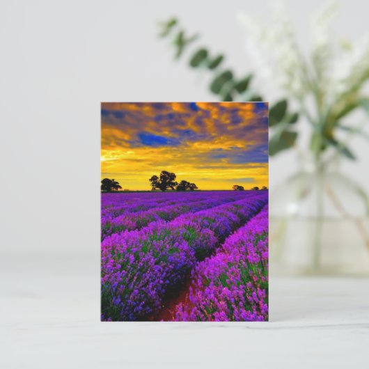 Lila Felder Postkarte (Stehend Vorderseite)