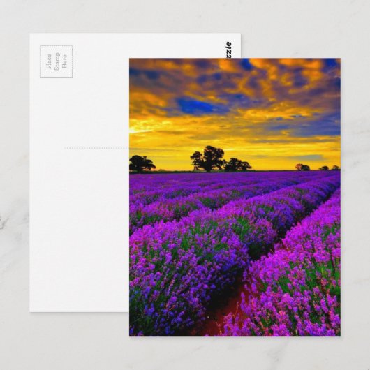 Lila Felder Postkarte (Vorne/Hinten)