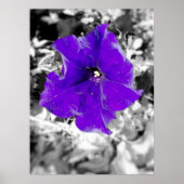 Lila Fieber Poster (Vorne)