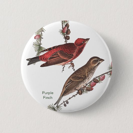 Lila Finch, John James Audubon, Birdwatcher Bird Button (Vorderseite)
