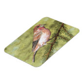 Lila Finch Magnet (Linke Seite)
