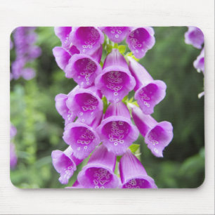 Lila Fingerhut Pupurea Blume Mousepad