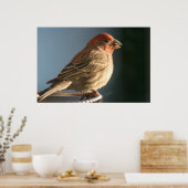 Lila Finish Bird Foto Print Poster (Küche)