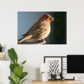 Lila Finish Bird Foto Print Poster (Heimbüro)