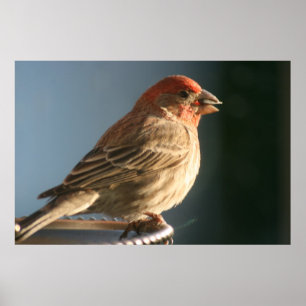 Lila Finish Bird Foto Print Poster