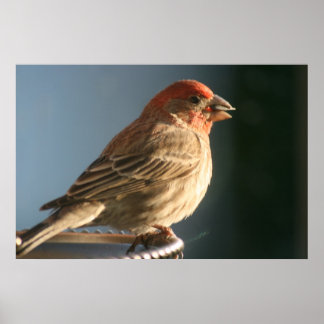 Lila Finish Bird Foto Print Poster