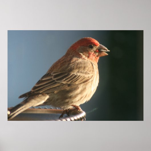 Lila Finish Bird Foto Print Poster (Vorne)