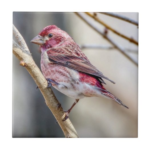 Lila Finish Keramik Foto Tile Fliese (Vorderseite)