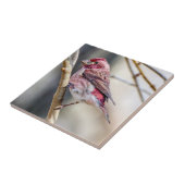 Lila Finish Keramik Foto Tile Fliese (Seite)