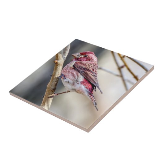 Lila Finish Keramik Foto Tile Fliese (Seite)