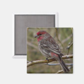 lila Finkenmagnet Magnet (Vorderseite/Rückseite)