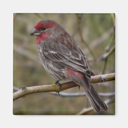 lila Finkenmagnet Magnet (Vorne)