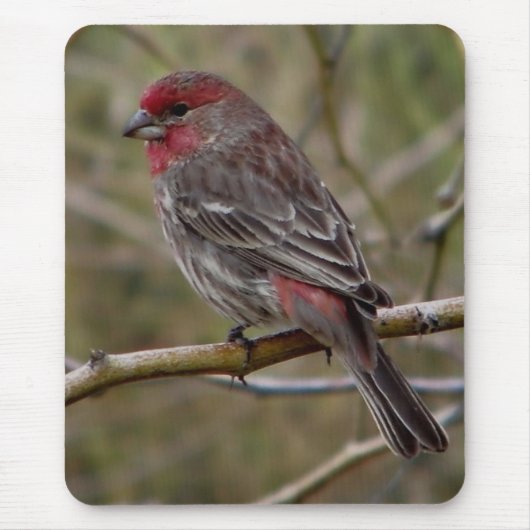 Lila Finkenmagnet Mousepad (Vorne)