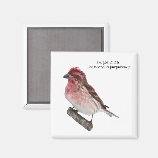 Lila Finte Magnet (Vorderseite/Rückseite)