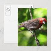 Lila Finte Postkarte (Vorne/Hinten)