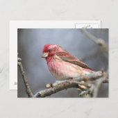 Lila Finte Postkarte (Vorne/Hinten)