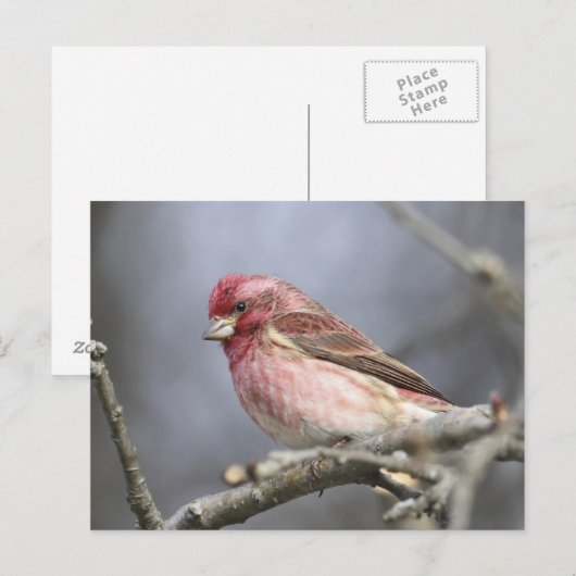 Lila Finte Postkarte (Vorne/Hinten)