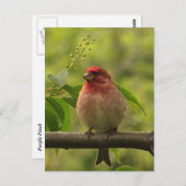 Lila Finte Postkarte (Vorne/Hinten)