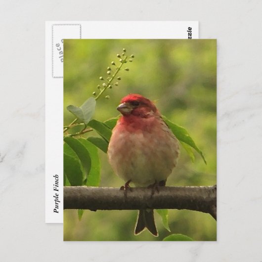 Lila Finte Postkarte (Vorne/Hinten)