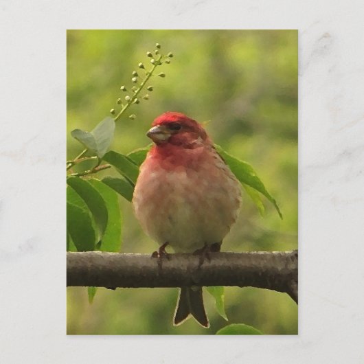 Lila Finte Postkarte (Vorderseite)