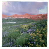 Lila Fleaban (Erigeron peregrinus) und Gelb Fliese (Vorderseite)