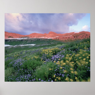 Lila Fleaban (Erigeron peregrinus) und Gelb Poster