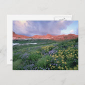 Lila Fleaban (Erigeron peregrinus) und Gelb Postkarte (Vorne/Hinten)