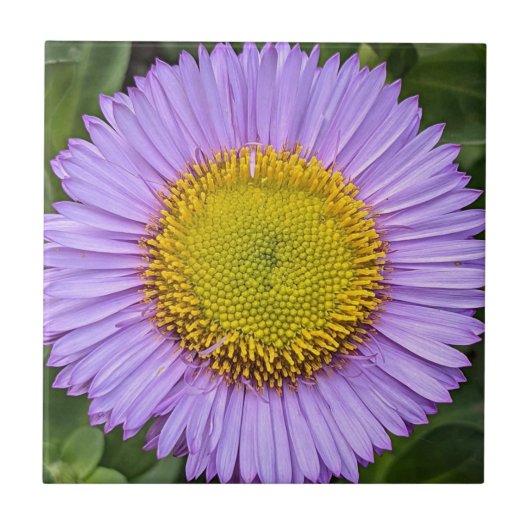 Lila Fleabane Daisy Floral Fliese (Vorderseite)