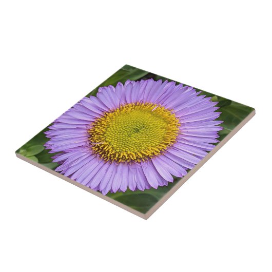 Lila Fleabane Daisy Floral Fliese (Seite)