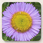 Lila Fleabane Daisy Floral Getränkeuntersetzer (Vorderseite)