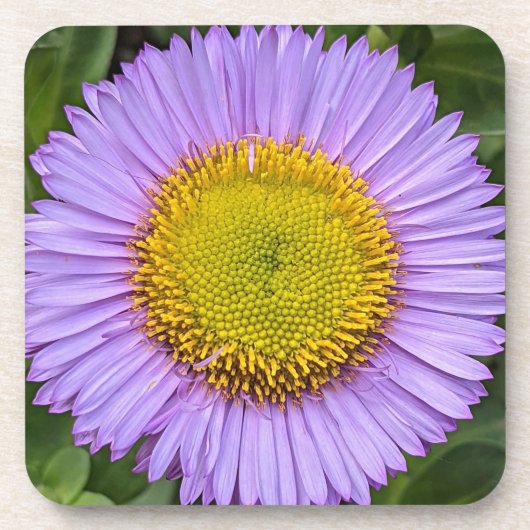 Lila Fleabane Daisy Floral Getränkeuntersetzer (Vorderseite)