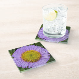 Lila Fleabane Daisy Floral Glasuntersetzer