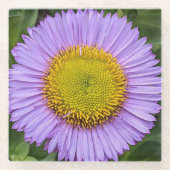 Lila Fleabane Daisy Floral Glasuntersetzer (Vorderseite)