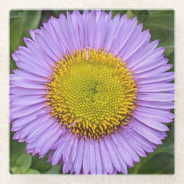 Lila Fleabane Daisy Floral Glasuntersetzer