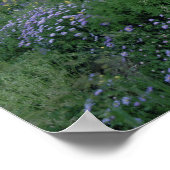 Lila Fleabane (Eigeron peregrinus) und Gelb Poster (Ecke)